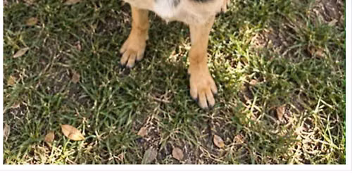 PetSmart Raleigh Gives Back 