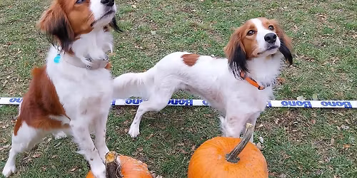 V\u00e1no\u010dn\u00ed hv\u011bzda - tr\u00e9nink hoop s vyhodnocen\u00edm