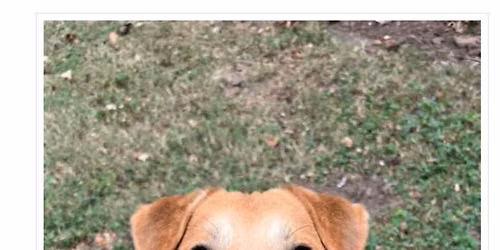 Patio Pups 