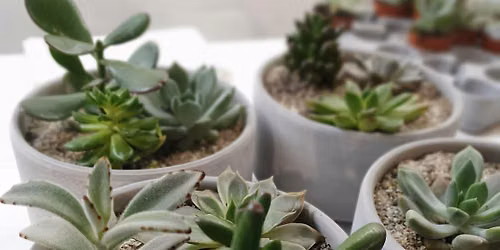 Mindful Succulent Garden Workshop in our beautiful plant shop