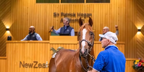 2025 NZB Ready to Run Sale