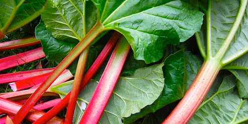 Let\u2019s sow rhubarb seeds!