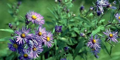 Native Plant Swap