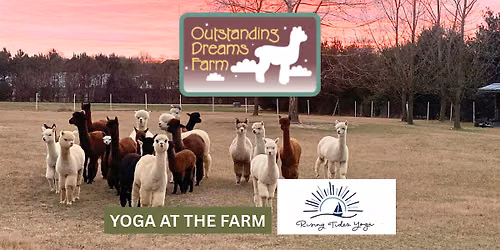 Yoga at Outstanding Dreams Alpaca Farm-August 1