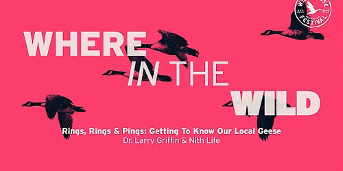 Rings, Rings & Pings: Getting to Know Our Local Geese