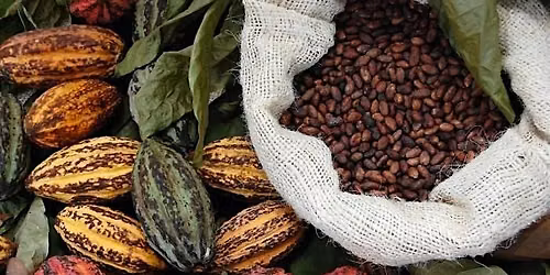 Cacao Counsel - ORIGIN - The Story of Creation