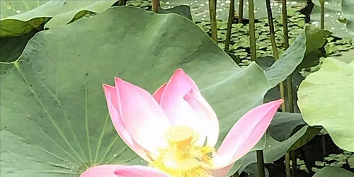 Quick Friday Morning Yoga Stretch (Outdoor)@Clementi