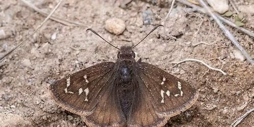 The Butterfly Sleuth