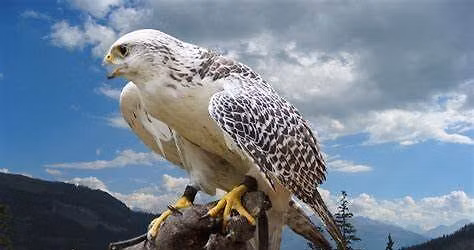 Flying Raptor Event - Hosted by HappiNest Raptor Rescue at Bachman