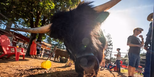 Pine O Mine Petting Zoo