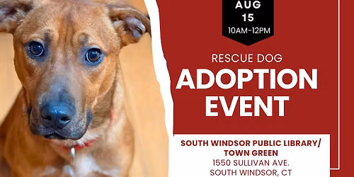 Adopt a Rescue Dog in South Windsor CT
