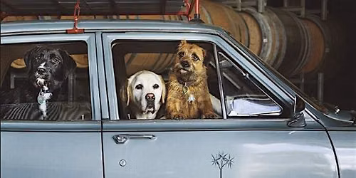 Discover Dog Point Vineyard