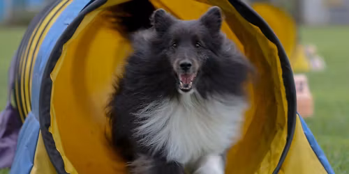 Tails Up Agility Club NADAC Trial