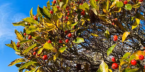 Outdoor Sing Sat 20th Dec 11am \u00a35