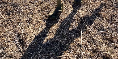 2026 CVA Trail Walk 3D