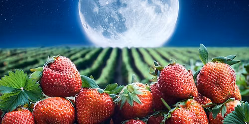 Full Strawberry Moon