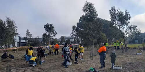 Native Grassland Community Planting