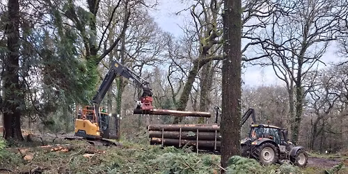 Killerton Ranger Walk-Sustainable Timber Production-The Great Big Green Week