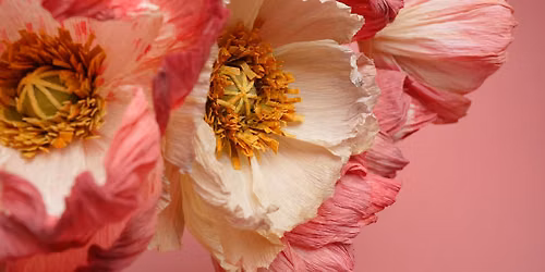 Icelandic Paper Poppy