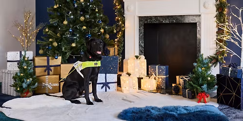 Tails & Tinsel: Guide Dogs Festive Fundraiser