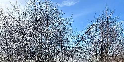 A Wildflower Year Guided Walk