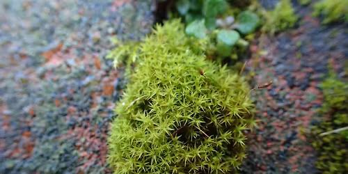 WALK: Wymondham Abbey (mosses & other wildlife)