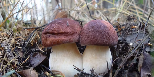 PIACENZA - Funghi: Meraviglie della Natura