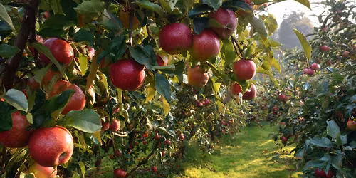 Orchard to Table