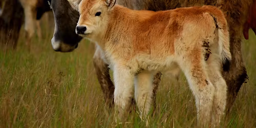 "Nem mindegy, ki t\u00e1masztja a botot!" - a p\u00e1sztorok tudom\u00e1nya \u00e9s a j\u00f6v\u0151nk kulcsa