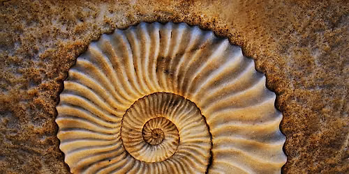 Living Fossils with the Ann Arbor hands on Museum