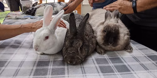 Bunny Spa Day\/Photo Shoot