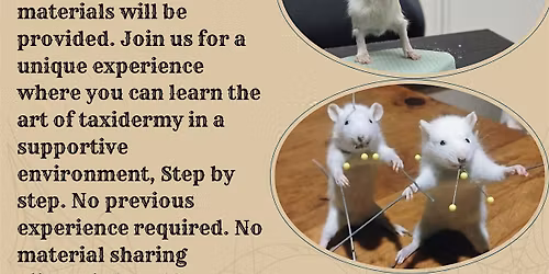 RAT TAXIDERMY CLASS SPRINGFIELD