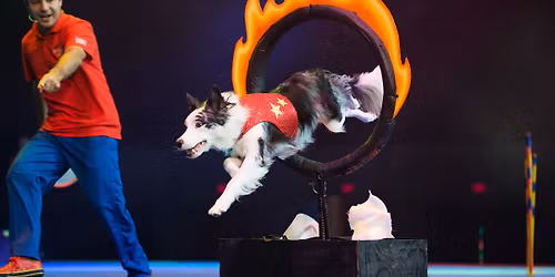 Chris Perondi's Stunt Dog Experience