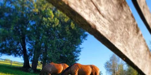 Pasture Walk at Willowdale Farm\/Farmacy Brewing