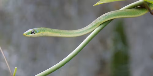 Wildlife Wonderings -- Rough Green Snake