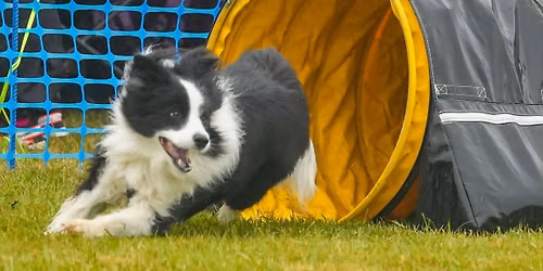 Agility-Turnier August