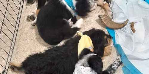 All I Want for Christmas Is a Home!