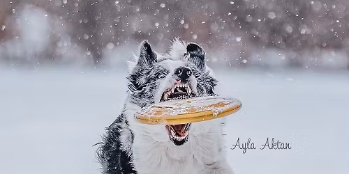 2026 12th Annual Winter Toss & Fetch Championship Michigan Style Saturday, January 31 and February 1