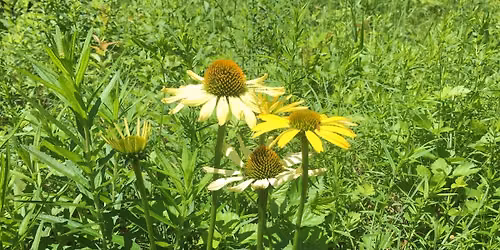 How Plants Respond to Their Environment