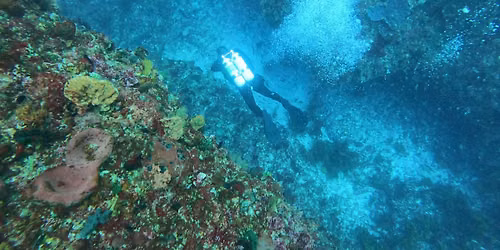 Rottnest Island Double Scuba Dive Trip-Adv