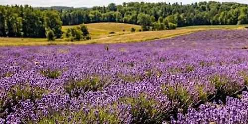 Membership Meeting "Lavender Farming"