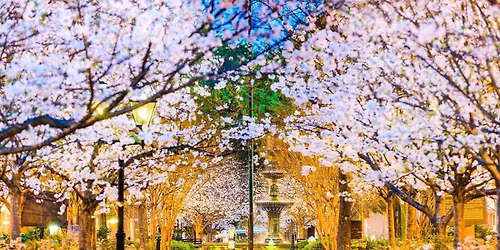 44th Cherry Blossom Festival in Macon, GA