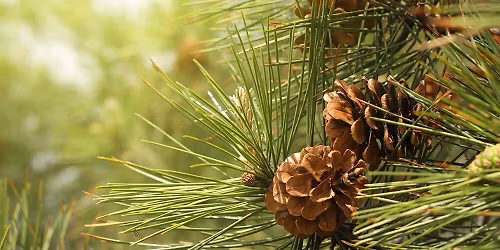 Evergreen: Renaissance Music for the Longest Nights