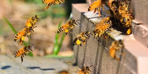 Introductory Intermediate Beekeeping Workshop