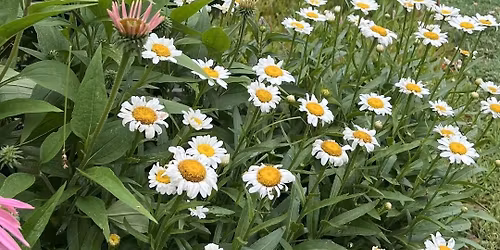 Rethinking Garden Maintenance: Native vs. Traditional Approaches