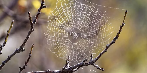 Homeschool Adventures: SPIDERS and their WEBS!