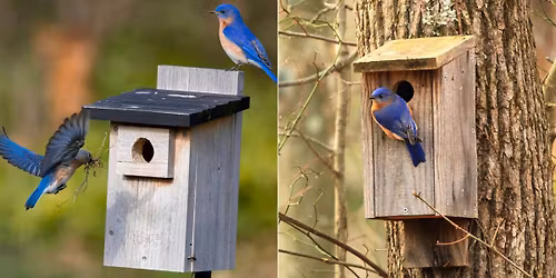 Hosting Eastern Birds: A Nest Box Building Workshop