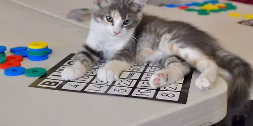 Bingo Benefiting Almost Home Adoptions for rescued cats