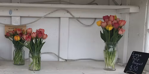 Tulips for Mother\u2019s Day