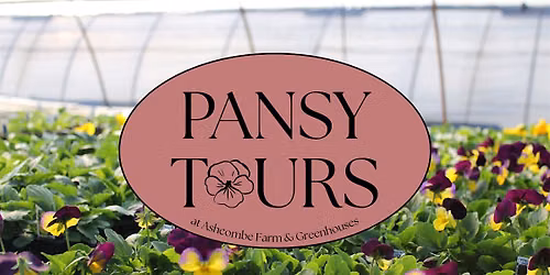Pansy Greenhouse Tour